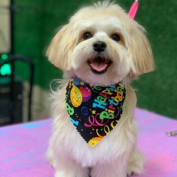 Green Paws Pet Market - Bear - Pet Groomers Near Me - Plantation, Florida