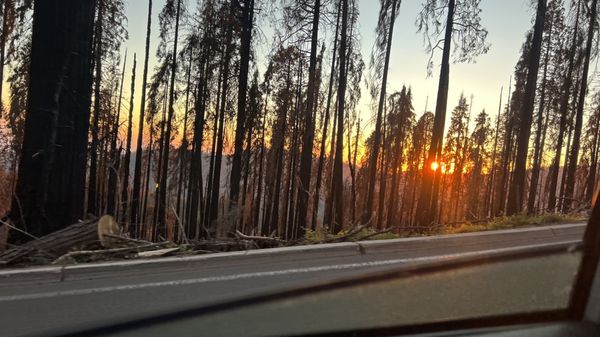 Giant Forest Museum by null