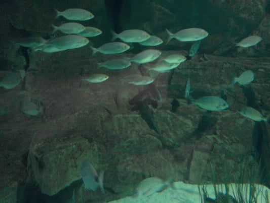 Acquario di Livorno by null