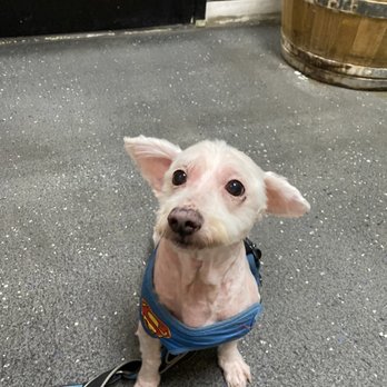Doggie Dos - My boy Max Maltese ! - Pet Groomers Near Me - La Mesa, California Doggie Dos - My boy Max Maltese ! - Pet Groomers Near Me - La Mesa, California