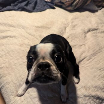 North Davidson Veterinary Hospital - Rose now after her surgery, post-op day 2! - Veterinarians Near Me - Lexington, North Carolina North Davidson Veterinary Hospital - Rose now after her surgery, post-op day 2! - Veterinarians Near Me - Lexington, North Carolina