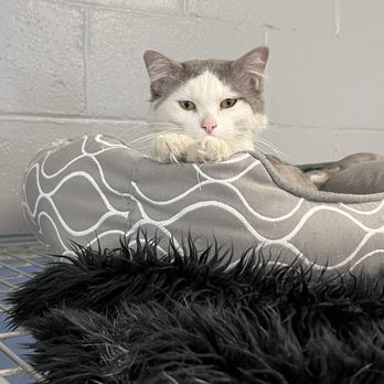 Sun Valley Animal Shelter - cat - Animal Shelters Near Me - Glendale, Arizona Sun Valley Animal Shelter - cat - Animal Shelters Near Me - Glendale, Arizona