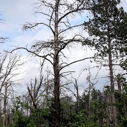 Wolf Creek Trail - Burned jackpines=warbler habitat
