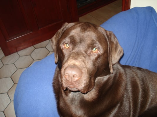 The Pheasant Inn by null