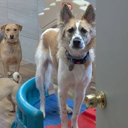 Tails R Waggin - Every dog gets their time to shine