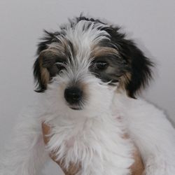 Countryside Puppies of Massachusetts - Jane