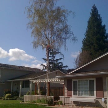 Stumpy's Tree Service - Before - Tree Services Near Me - Livermore, California Stumpy's Tree Service - Before - Tree Services Near Me - Livermore, California