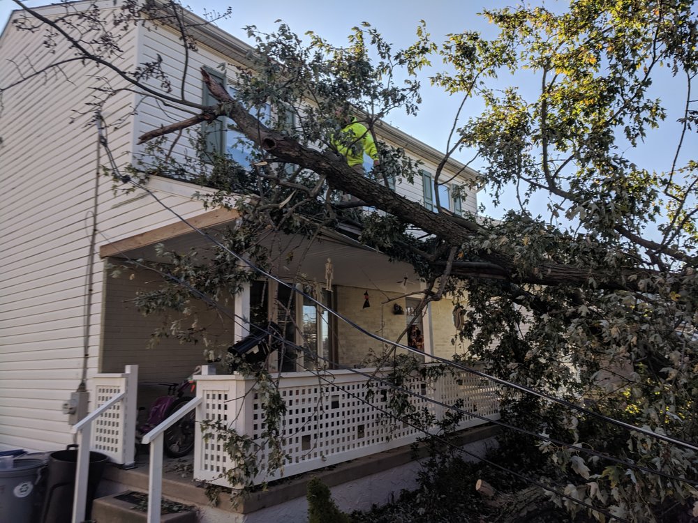 Mr. Tree - tree service in Aston, PA