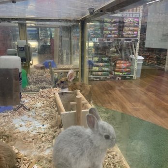 Pet Supermarket - Rabbit - Pet Stores Near Me - Orlando, Florida Pet Supermarket - Rabbit - Pet Stores Near Me - Orlando, Florida