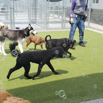 PetSuites Greenwood - Pet Groomers Near Me - Greenwood, Indiana PetSuites Greenwood - Pet Groomers Near Me - Greenwood, Indiana