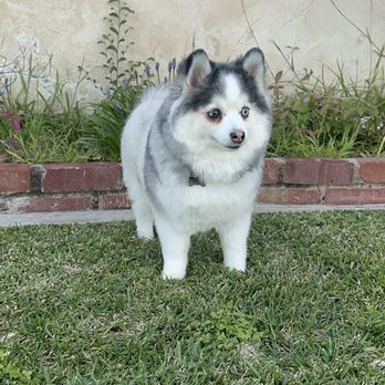 Ironmaya Pet Grooming - Pet Groomers Near Me - Arcadia, California Ironmaya Pet Grooming - Pet Groomers Near Me - Arcadia, California