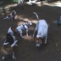 Photo of Guardian Angel Pet Sitters