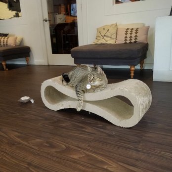 Pounce Cat Cafe - Pet Adoption Near Me - Charleston, South Carolina Pounce Cat Cafe - Pet Adoption Near Me - Charleston, South Carolina