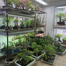Bonsai House - Selection of bonsai in offseason