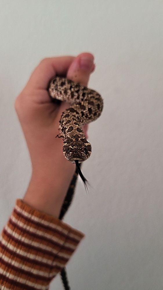 Scales N Tails - Phoenix Central - reptile breeding in Phoenix, AZ