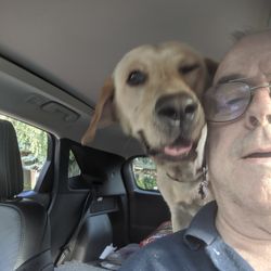 Sunnyview Labradors
