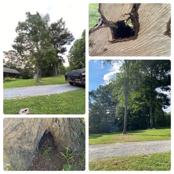 Virginia Tree Care - Full Removal - Tree Services Near Me Virginia Tree Care - Full Removal - Tree Services Near Me