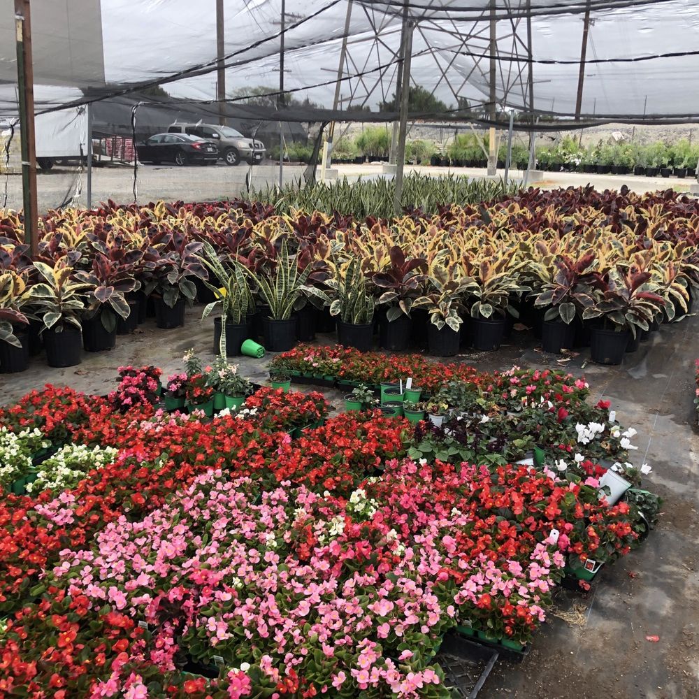 Certified Plant Growers - Gorgeous plants everywhere - Nurseries & Gardening Near Me - Norwalk, California Certified Plant Growers - Gorgeous plants everywhere - Nurseries & Gardening Near Me - Norwalk, California