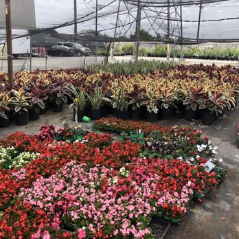 Certified Plant Growers - Gorgeous plants everywhere - Nurseries & Gardening Near Me - Norwalk, California Certified Plant Growers - Gorgeous plants everywhere - Nurseries & Gardening Near Me - Norwalk, California