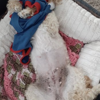 Foster Creek Veterinary Hospital - Right after having surgery! She was little sleepy due to the anesthesia lol - Veterinarians Near Me - Richmond, Texas Foster Creek Veterinary Hospital - Right after having surgery! She was little sleepy due to the anesthesia lol - Veterinarians Near Me - Richmond, Texas