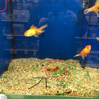 Pet Supplies Plus Orange - Dead fish - Pet Stores Near Me - Orange, Connecticut