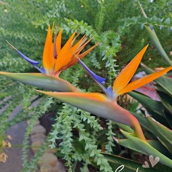 Serra Retreat - Birds of Paradise Beautiful - Venues & Event Spaces Near Me - Malibu, California Serra Retreat - Birds of Paradise Beautiful - Venues & Event Spaces Near Me - Malibu, California