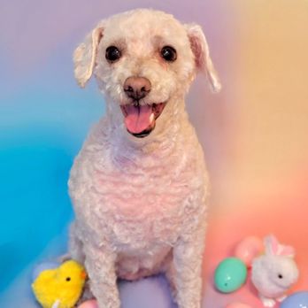 I'm Pawnie - Pet Groomers Near Me I'm Pawnie - Pet Groomers Near Me