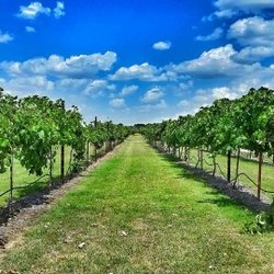 Denton Valley Farms - Vineyard