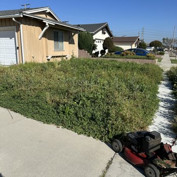 Lona's Gardening Service - Before cleaning. - Landscaping Near Me - Gardena, California Lona's Gardening Service - Before cleaning. - Landscaping Near Me - Gardena, California