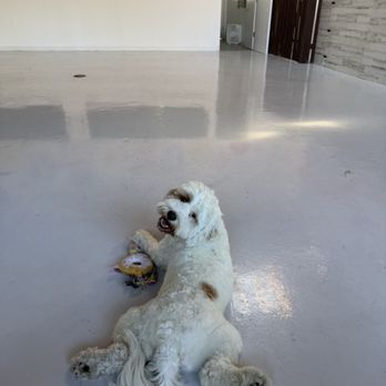 A Bark Idea - Pet Training Near Me - Redondo Beach, California