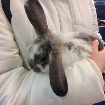 Atlas Pet Supply - Mini lop rabbit - Pet Stores Near Me - Stillwater, Minnesota Atlas Pet Supply - Mini lop rabbit - Pet Stores Near Me - Stillwater, Minnesota