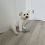 Photo of Doggy Day Spa