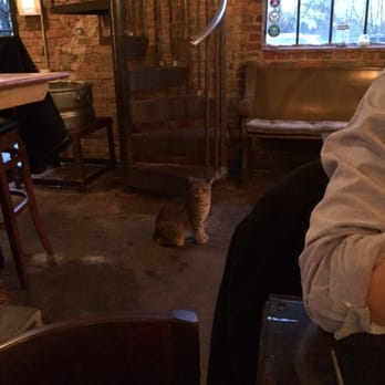 Hotel Tango - Fletcher surveys his territory. - Cocktail Bars Near Me - Indianapolis, Indiana