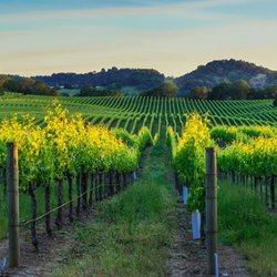 Paradise Wine Tours