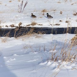 Farm Trailhead - A pair of ducks having just finished an icy swim in the creek.