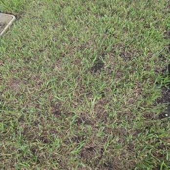 Paragon Pest Solutions - Damaged Turf - Pest Control Near Me - Melbourne, Florida Paragon Pest Solutions - Damaged Turf - Pest Control Near Me - Melbourne, Florida