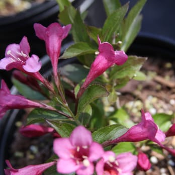 Pheasant Landing Nursery - Nurseries & Gardening Near Me - Ontario, New York Pheasant Landing Nursery - Nurseries & Gardening Near Me - Ontario, New York