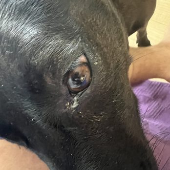 Somi Pet Resort - Eye infection and flu that "mysteriously" did not appear while the dog was in their care, despite us seeing it in parking lot - Pet Boarding Near Me - Miami, Florida Somi Pet Resort - Eye infection and flu that "mysteriously" did not appear while the dog was in their care, despite us seeing it in parking lot - Pet Boarding Near Me - Miami, Florida