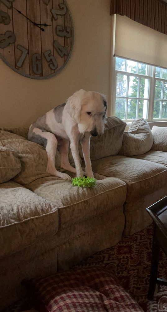 HENRY AND CAREY Updated June 2024 51 Pickle Brook Rd, Bernardsville