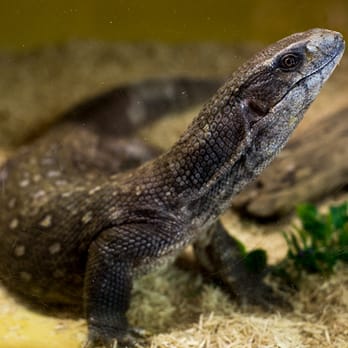 Kentucky Reptile Zoo - Zoos Near Me - Slade, Kentucky
