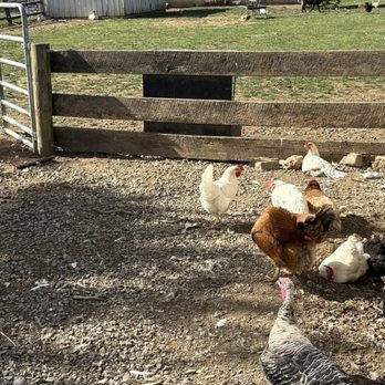 Old Windmill Farm - Attraction Farms Near Me - Ronks, Pennsylvania