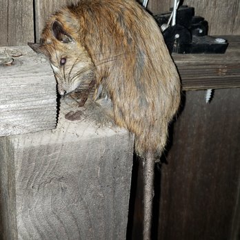 Maldonado Pest Solutions - Rodent control - Pest Control Near Me - Sanger, California Maldonado Pest Solutions - Rodent control - Pest Control Near Me - Sanger, California