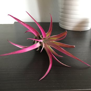 Lovewild Design - Awesome colored air plant! $8 - Cards & Stationery Near Me - New York, New York