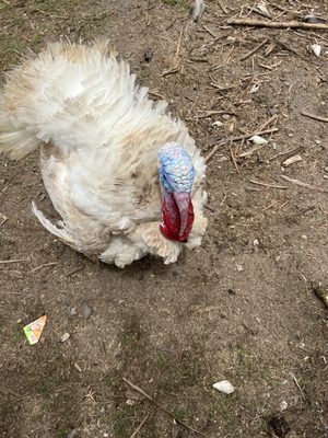 Keneke's Grill at Punaluu by null