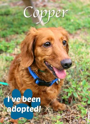 BISHOP ANIMAL SHELTER SPCA OF MANATEE COUNTY - Updated January 2025