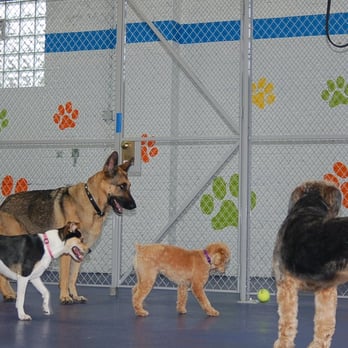 Dog Play Day Care - Emily and her friends! - Pet Training Near Me - Mount Prospect, Illinois Dog Play Day Care - Emily and her friends! - Pet Training Near Me - Mount Prospect, Illinois