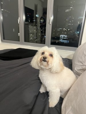 D is for Doggy - Daycare & Grooming by null