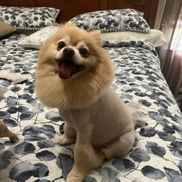 2023-03-25 This is Toby and he got a "lion cut" by Christopher. 2023-03-25 This is Toby and he got a "lion cut" by Christopher.