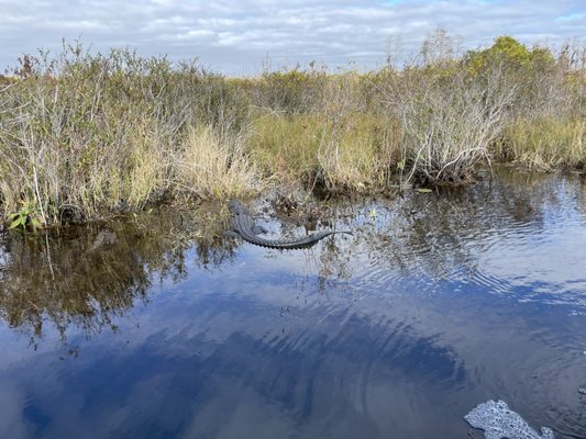 Okefenokee Adventures by null