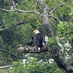 Ouachita Kayak Tours